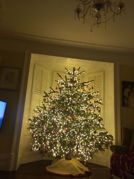 Show Us Your TREES!