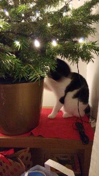 PuffinCat's first Christmas