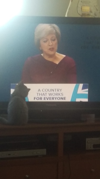 Is my cat in love with a snow leopard or just lonely?