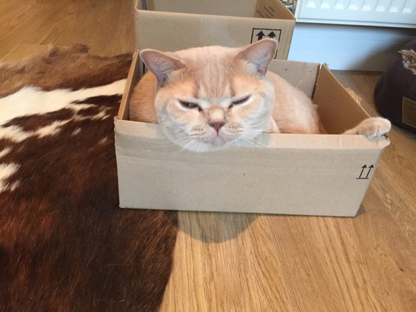 How big is your biggest cat?