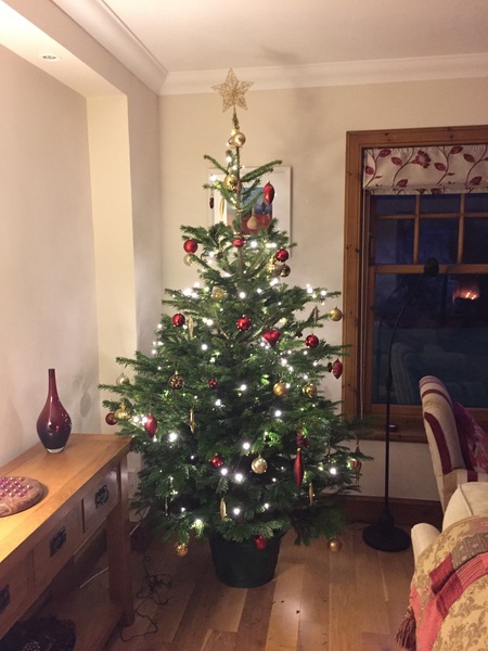 Show Us Your TREES!