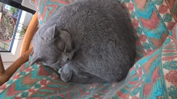 Festive Frugaleers - Chatting and saving through Christmas.