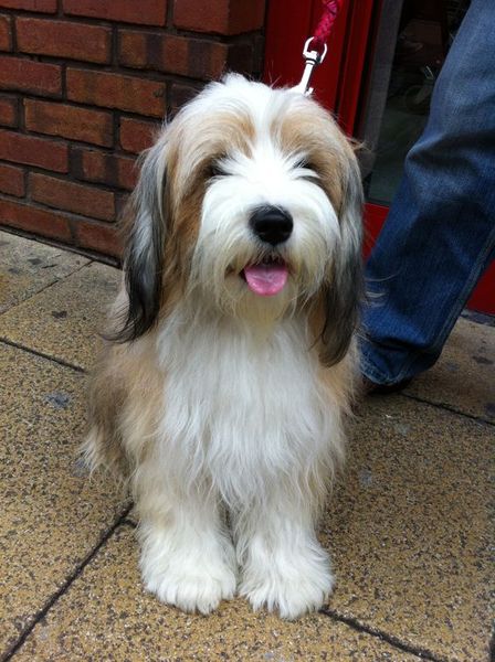 Does this breed exist?