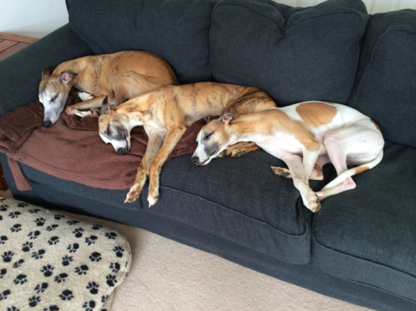 What's special about your breed of dog?