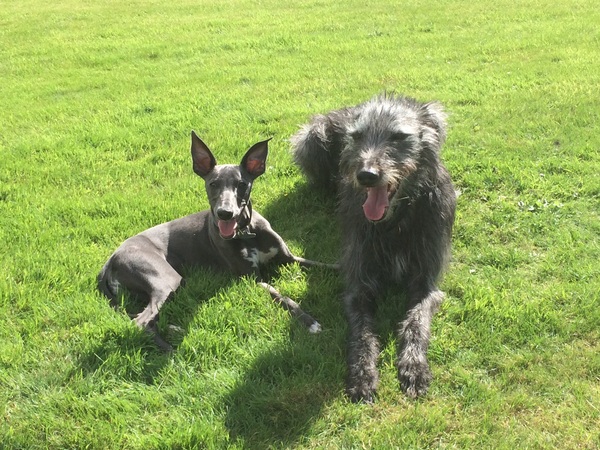 What's special about your breed of dog?