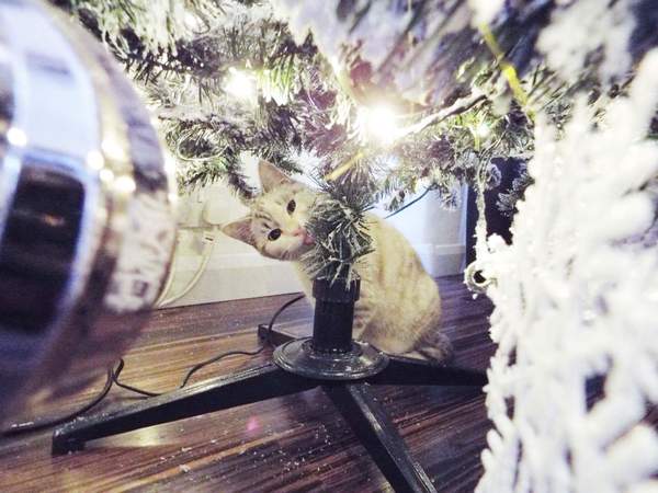 My cat matches my Christmas tree