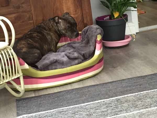 What's special about your breed of dog?
