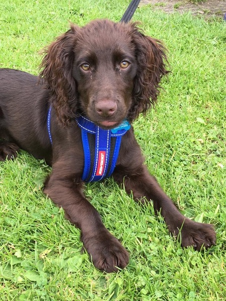 Working cocker spaniel decision!