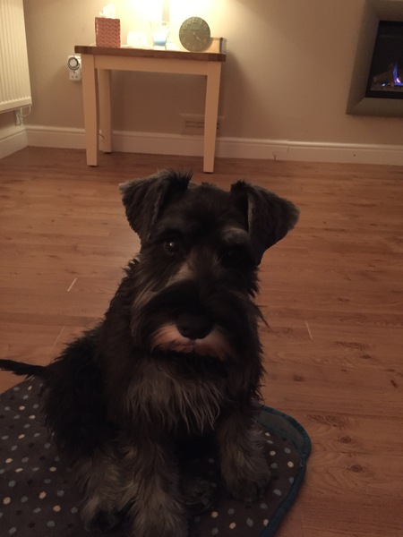 What's special about your breed of dog?