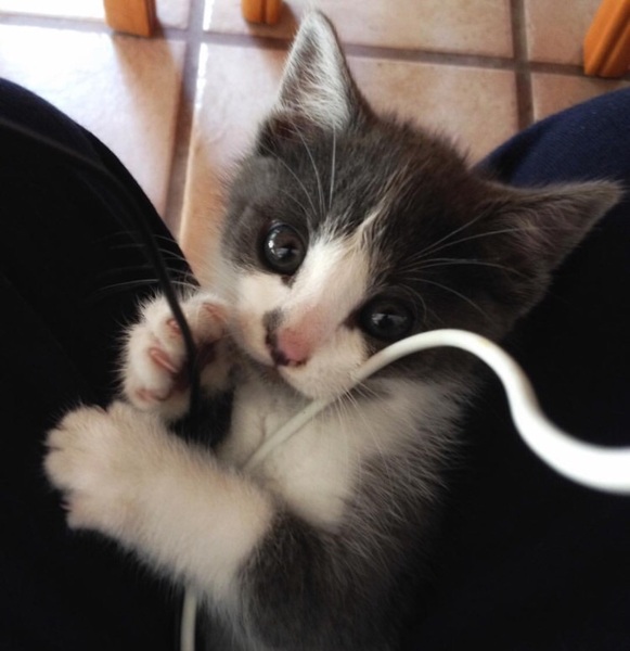 Which name - Monty or Remy?