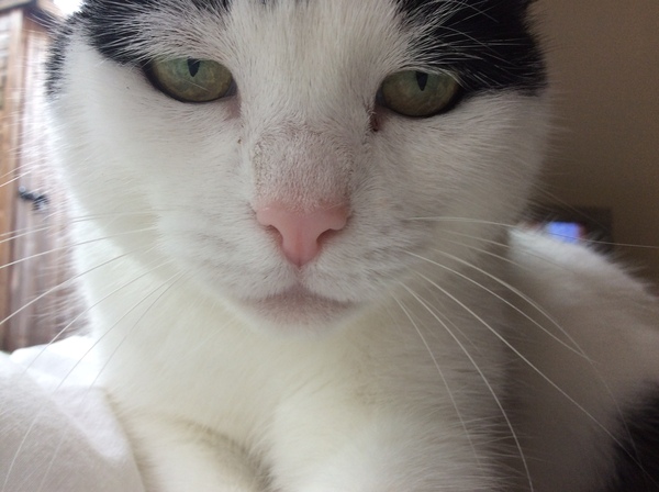 WIBU to wake up my kitten because he kept me up all night? *pics*