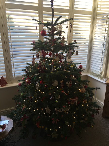 Show Us Your TREES!