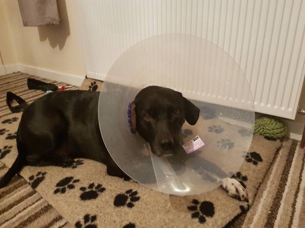 Ddog is in full on feeling sorry for himself mode :(