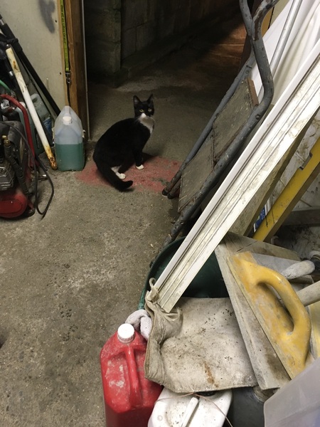 Festive Frugaleers - Chatting and saving through Christmas.