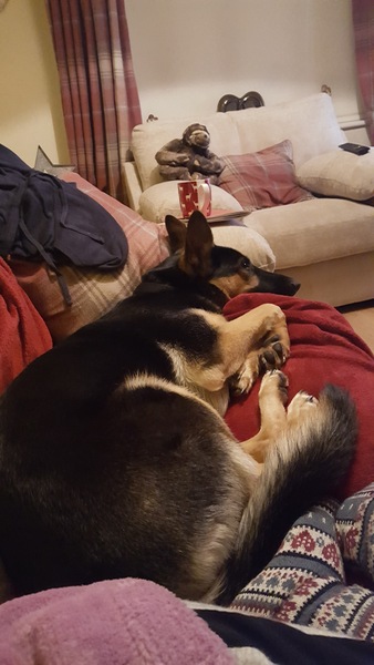Dick moves your pets have made