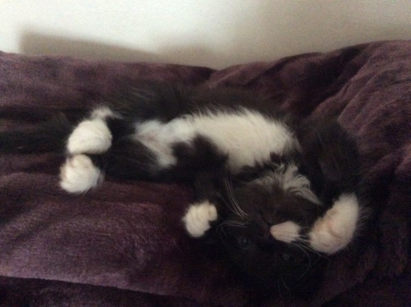 We have accidentally  a 5 weeks old kitten