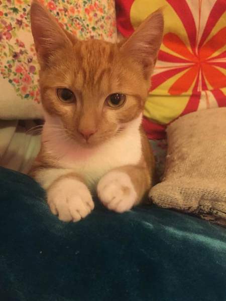 New Kitten (with picture!)