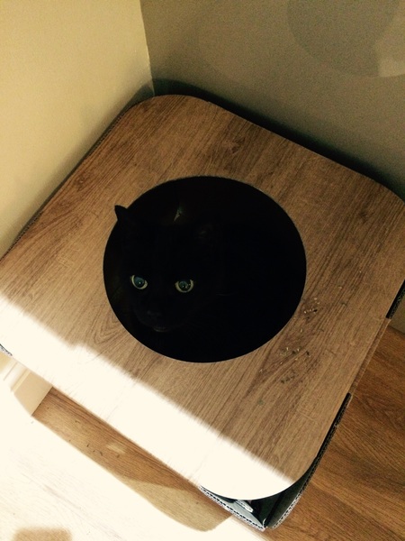 Nell has a new box!