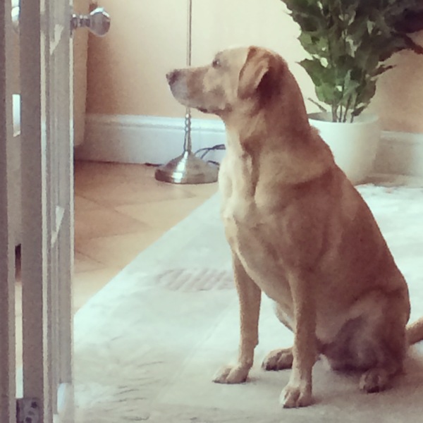 What's special about your breed of dog?