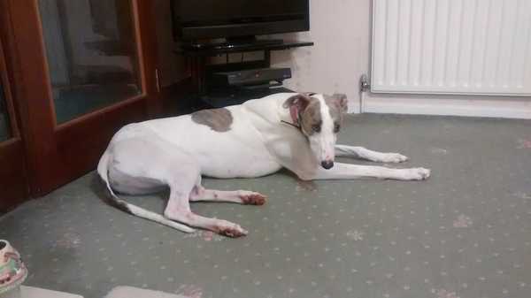 We just reserved a greyhound!