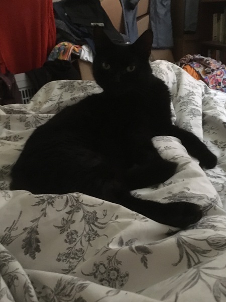 Does your cat know when you're ill.
