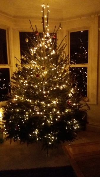 Show Us Your TREES!