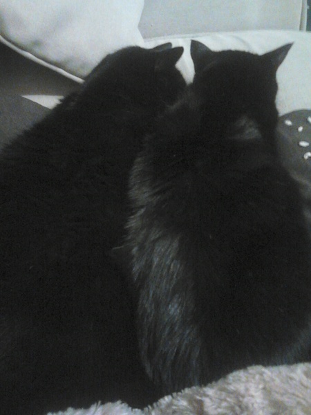 think I might have killed my cat