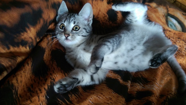 WIBU to wake up my kitten because he kept me up all night? *pics*