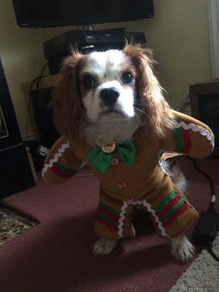 Merry Christmas from the pooch