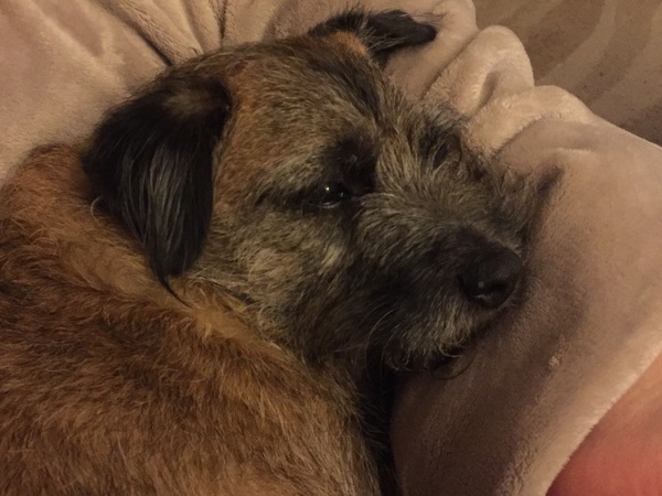What's special about your breed of dog?