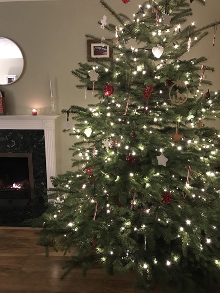 Show Us Your TREES!