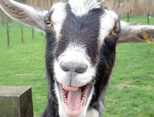 cheese is a health food!