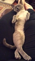 WIBU to wake up my kitten because he kept me up all night? *pics*