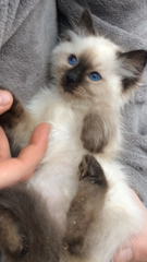 WIBU to wake up my kitten because he kept me up all night? *pics*