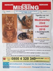 LOST CAT Please Read Sawbridgeworth