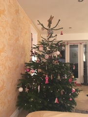 Show Us Your TREES!