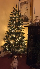 Show Us Your TREES!