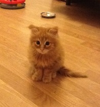 WIBU to wake up my kitten because he kept me up all night? *pics*