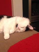 First foster cat!!!!!!!!!