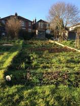 Allotment/Veg Patch - Thread 7 - The Harvesters Arms