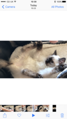 WIBU to wake up my kitten because he kept me up all night? *pics*