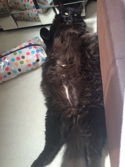 How big is your biggest cat?