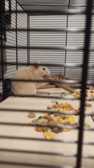 Best cage and breed of hamster for me [smile]