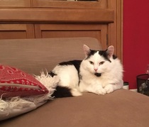 First foster cat!!!!!!!!!