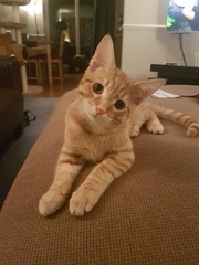 New Kitten (with picture!)