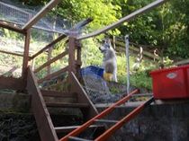 SO and I can't agree whether to let kittens out or not