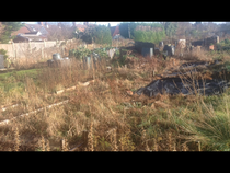 Allotment/Veg Patch - Thread 7 - The Harvesters Arms