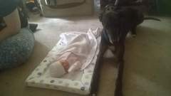 We just reserved a greyhound!