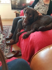 Labrador puppy name