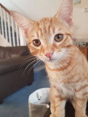 New Kitten (with picture!)